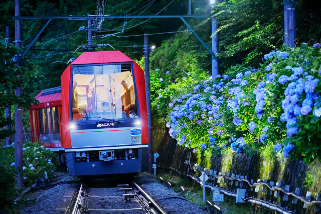 箱根登山電車沿線（あじさい電車）